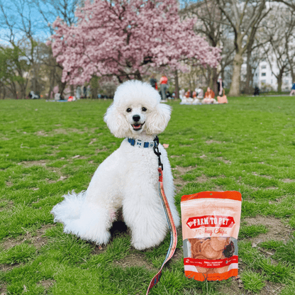 Turkey Chips for Dogs | All-Natural Single-Ingredient Healthy Dog Treats