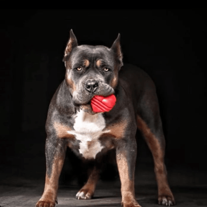 Chew Toys