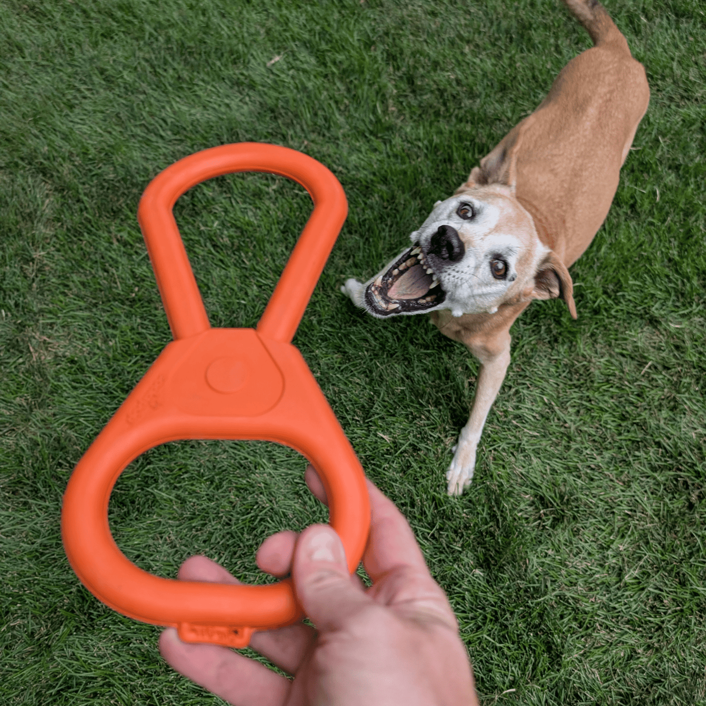 Chew Toys
