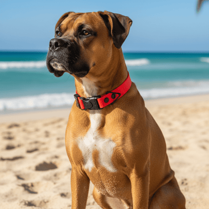 Sport Waterproof Dog Collar