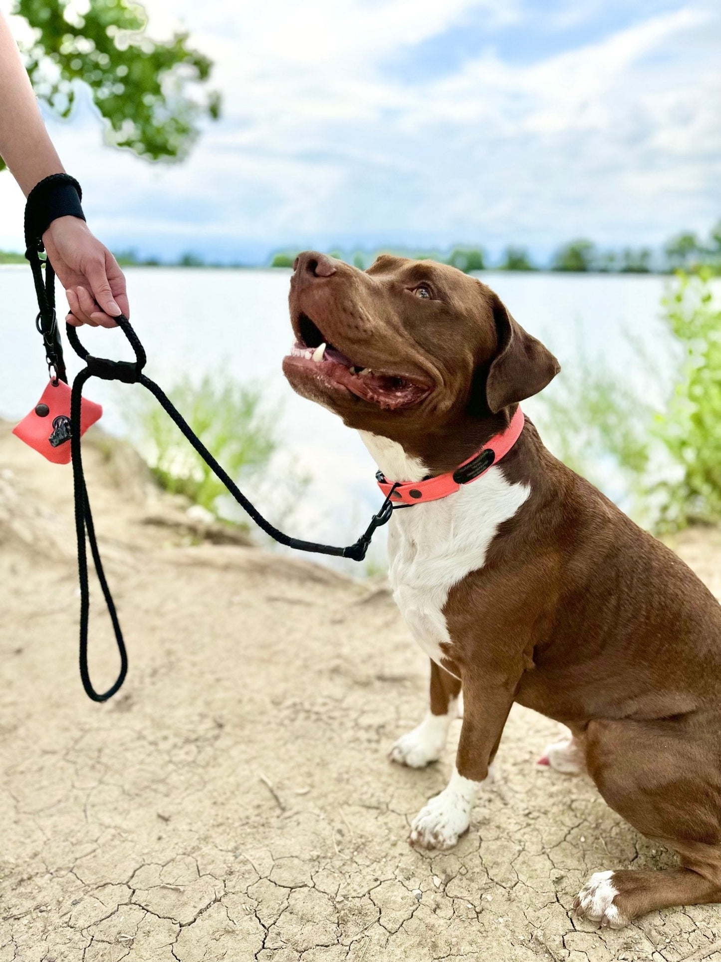The Leash Lasso